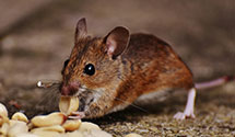 24 Hour & Emergency Exterminators in Columbia Cross Roads, PA